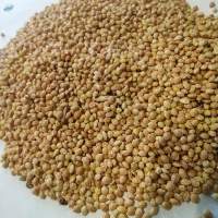 White Millet