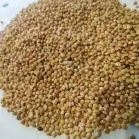 White Millet