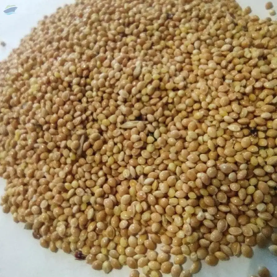 White Millet