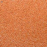 Red Lentils
