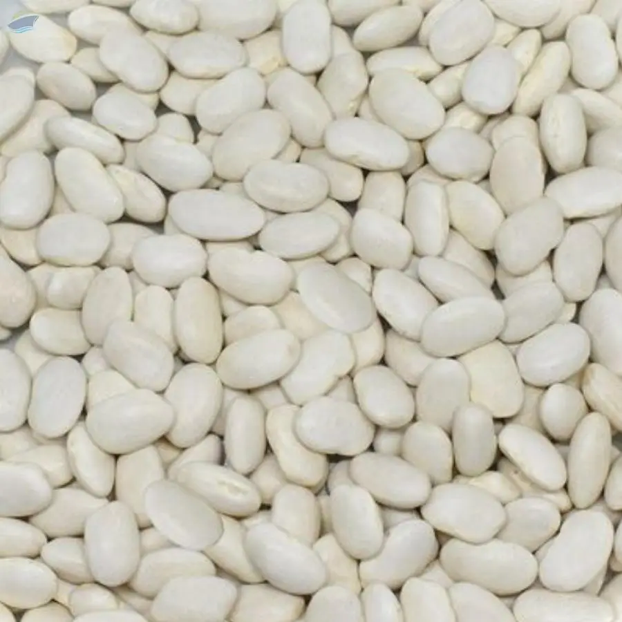 White Beans (Dermason)
