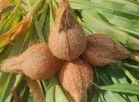 Husked Coconut Brown Colour