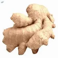 Elephant Ginger