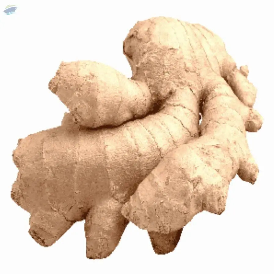 Elephant Ginger