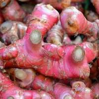 Red Ginger