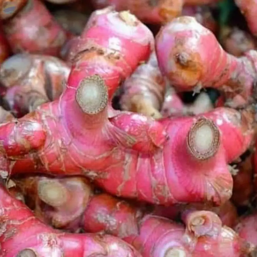 Red Ginger