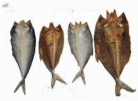 Salted Fish