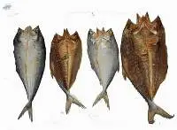 Salted Fish