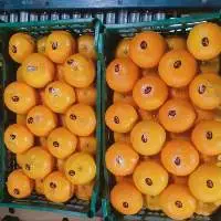 Fresh Murcott Class 1