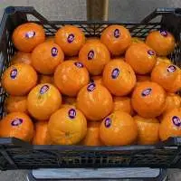 Navel Oranges Class 1