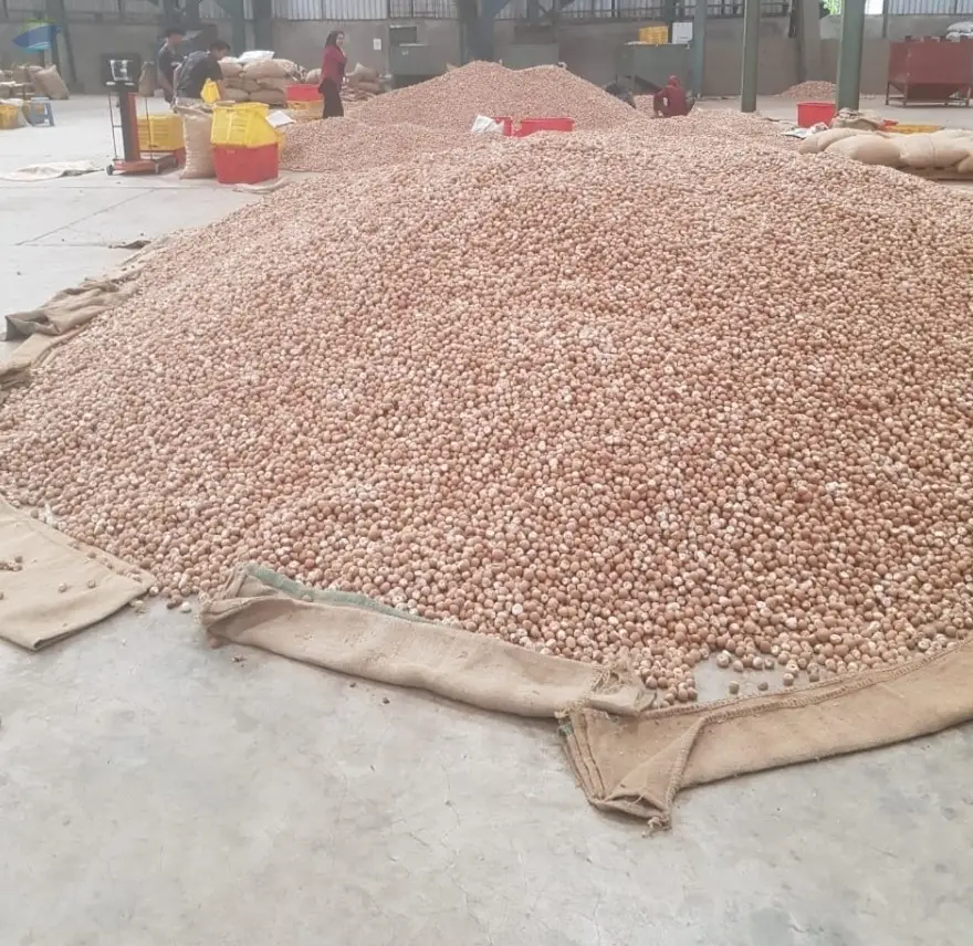 Whole Betel Nut 95+