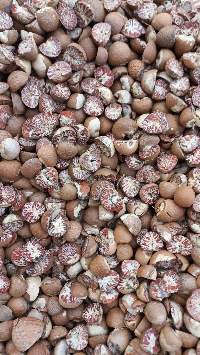 Split Betel Nut 70-75