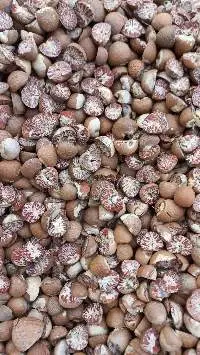 Split Betel Nut 70-75