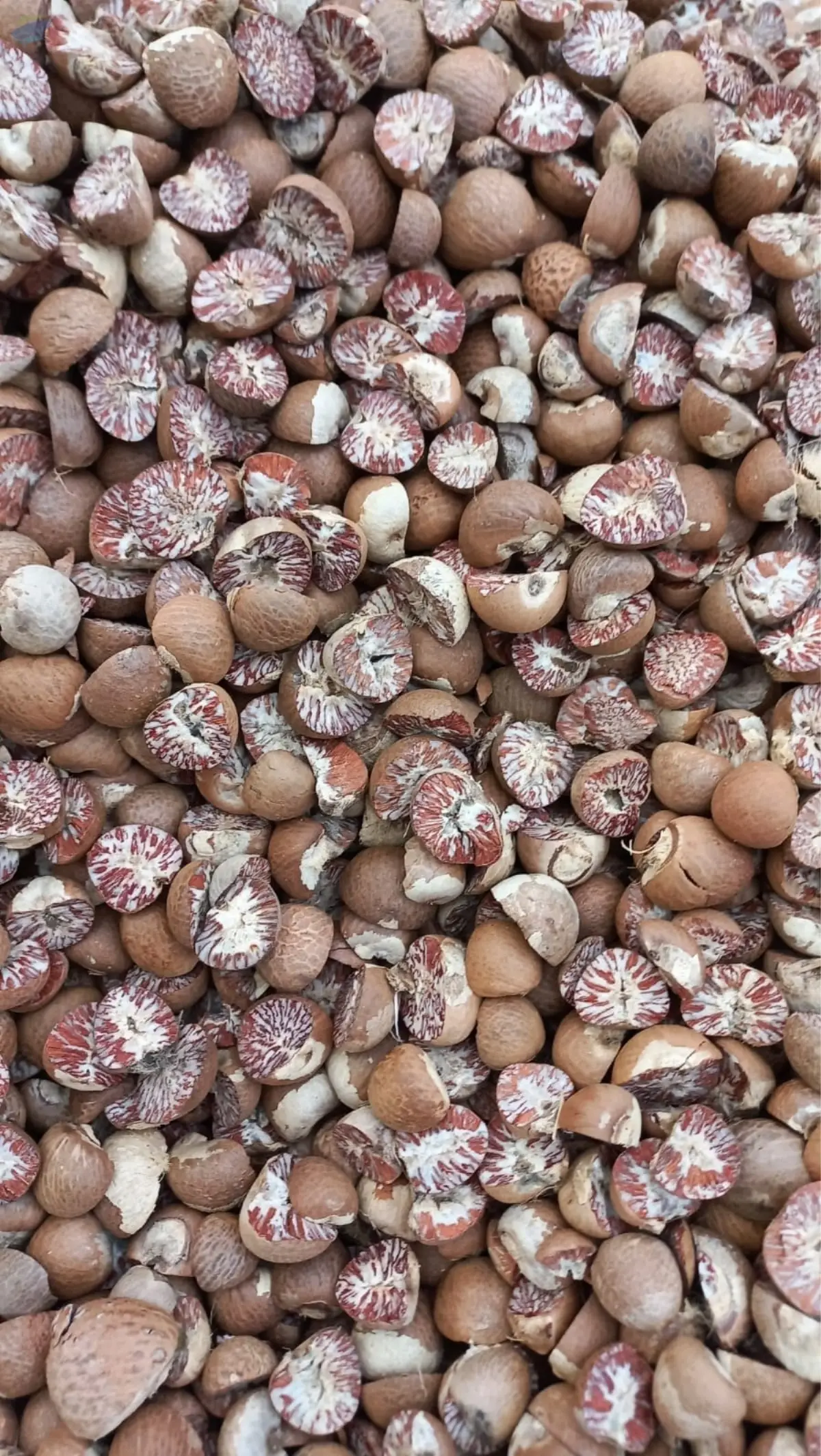 Split Betel Nut 70-75
