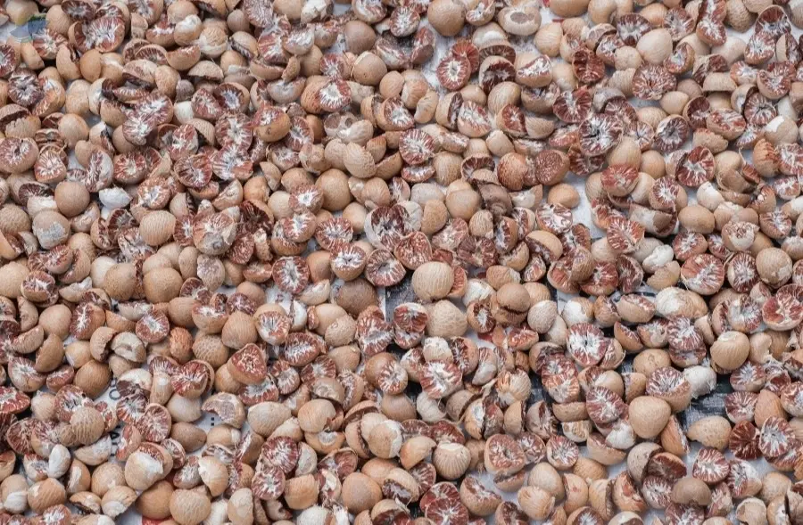 Split Betel Nut 90-55
