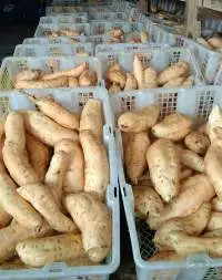 Sweet Potato (CilembU)