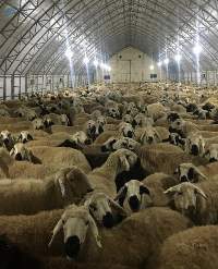 Livestock