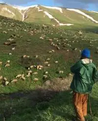 Sheep 
