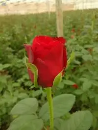 Fresh Flowers