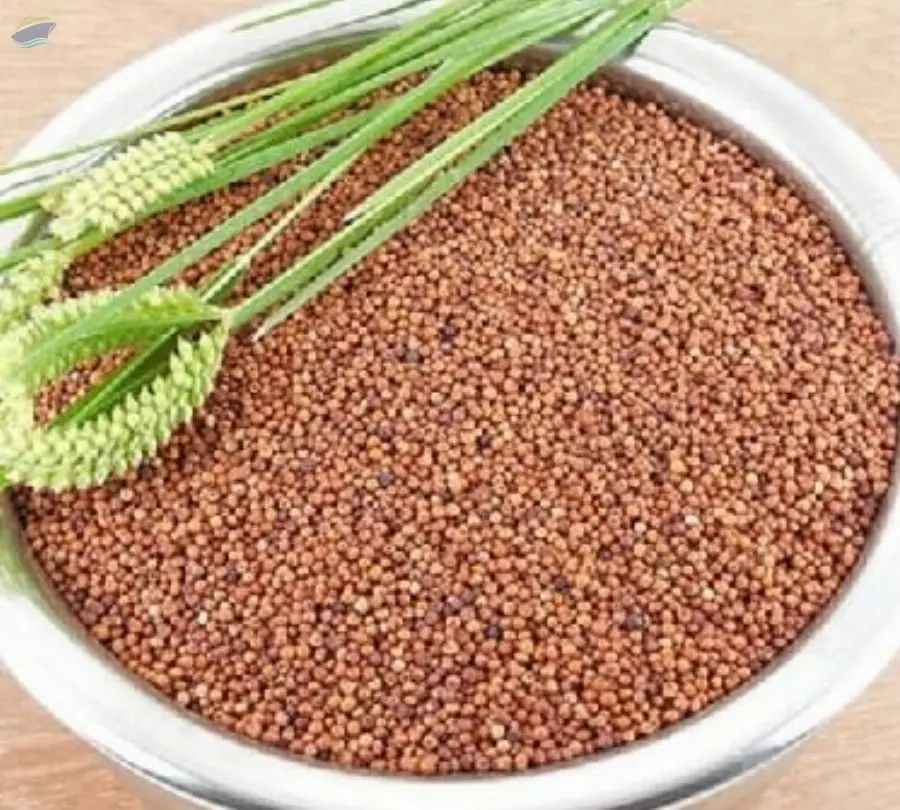 Himalayan Finger Millet