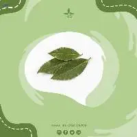 Bay Leaf