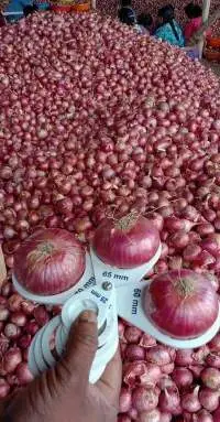 Red Onion