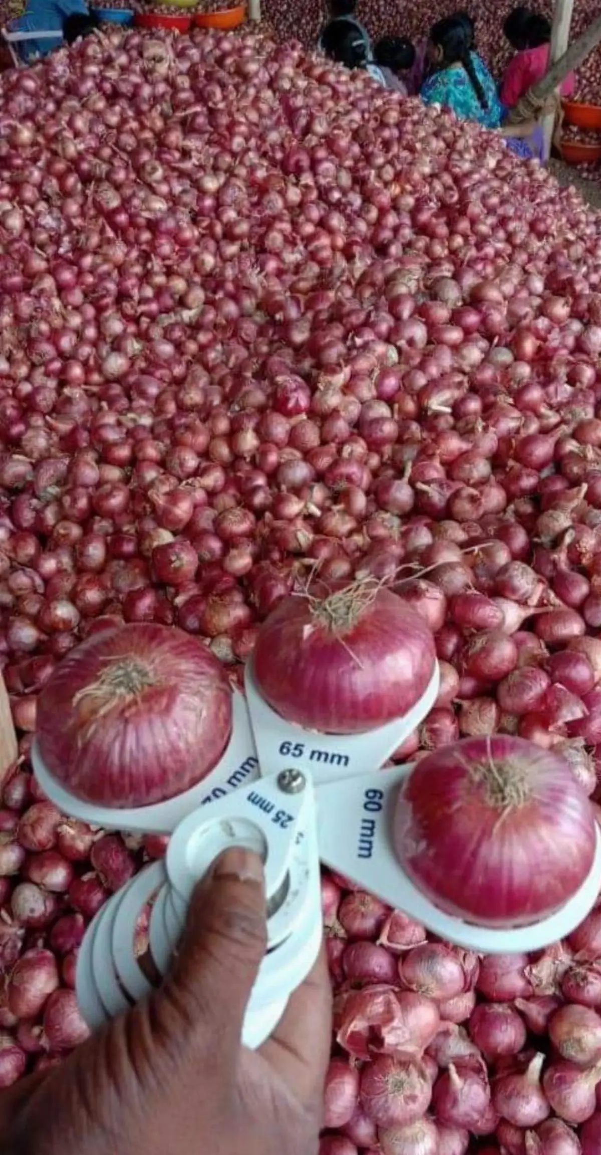Red Onion