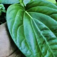 Fresh Black Betel Leaves
