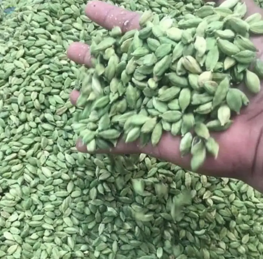 Cardamom 8mm