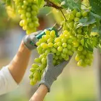 Fresh Green Grapes