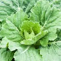 Fresh Collard Leaves
