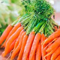 Fresh Carrot
