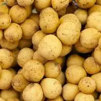 Fresh Potato