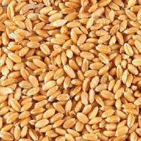Wheat Seeds