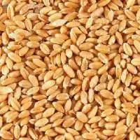 Wheat Seeds