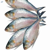Hilsa Fish
