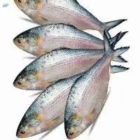 Hilsa Fish