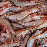 Sea White Prawns
