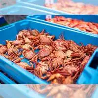 Fresh Crab