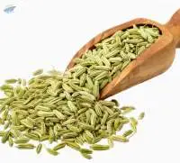 Fennel - Spice