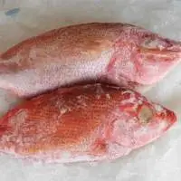 Frozen Red Snapper
