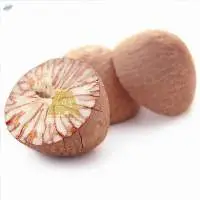 Betel Nut