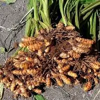 Fresh Turmeric