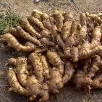 Fresh Ginger
