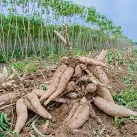 Fresh Cassava Manioc Root