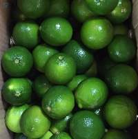 Seedless Lime