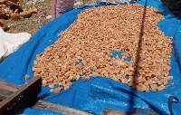 Coconut Husk, Coconut Husk Chips