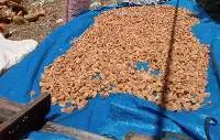 Coconut Husk, Coconut Husk Chips
