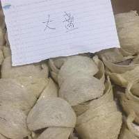 Bird Nest