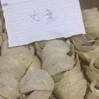 Bird Nest